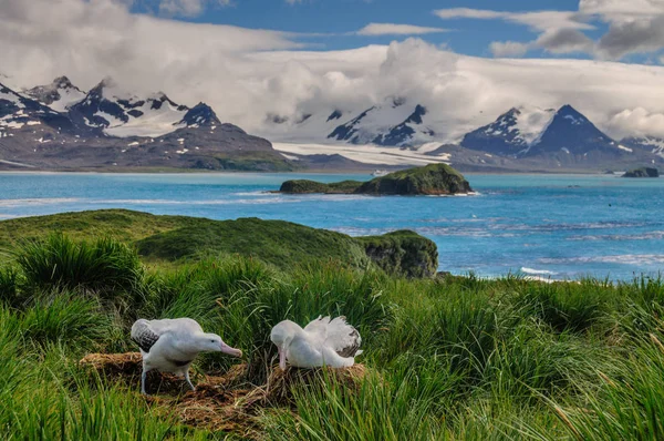 Couple d'Albatros errants sur son nid — Photo