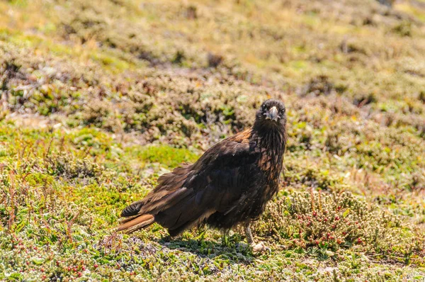 Caracara rayé sur les îles Malouines — Photo