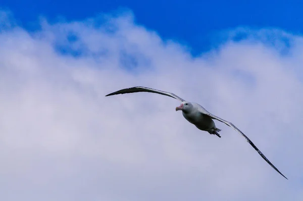 Vándorló albatrosz, repülés — Stock Fotó