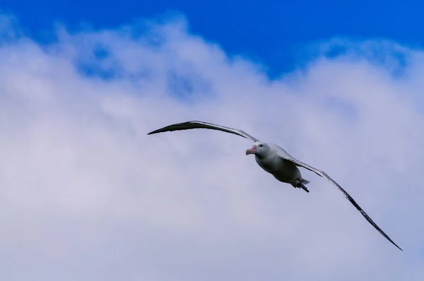 Wandering albatross in vlucht — Stockfoto