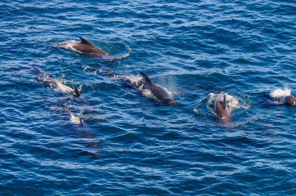 Les épaulards à longues nageoires dans l'océan Atlantique Sud — Photo