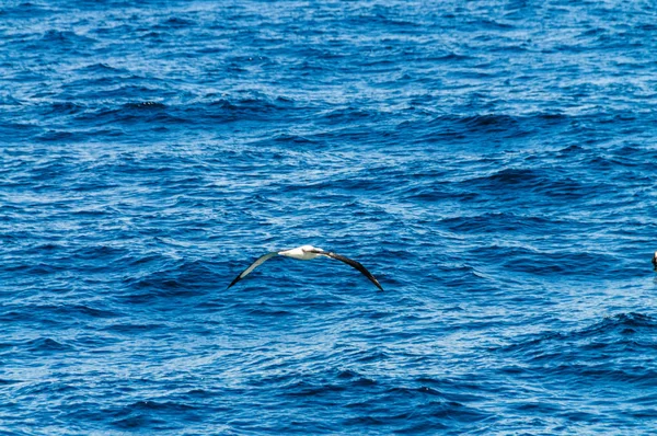 Albatross svever over havet . – stockfoto