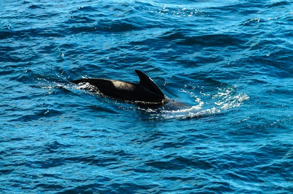 Baleias-piloto de aletas longas no Oceano Atlântico Sul — Fotografia de Stock