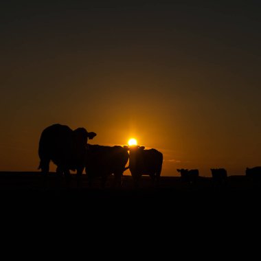 Frizya Çamur Düzlüklerinde Sığır Otlatma