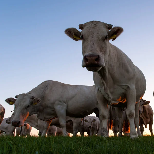Cattle Grazing on the Frisian Mud Flats — Stock Photo, Image
