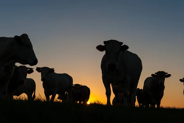 Cattle Grazing on the Frisian Mud Flats — Stock Photo, Image