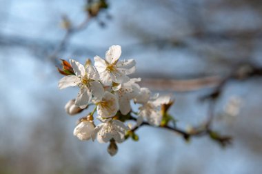 Bourgoyen güneşli bir bahar öğleden sonra