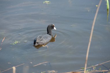 Bourgoyen güneşli bir bahar öğleden sonra