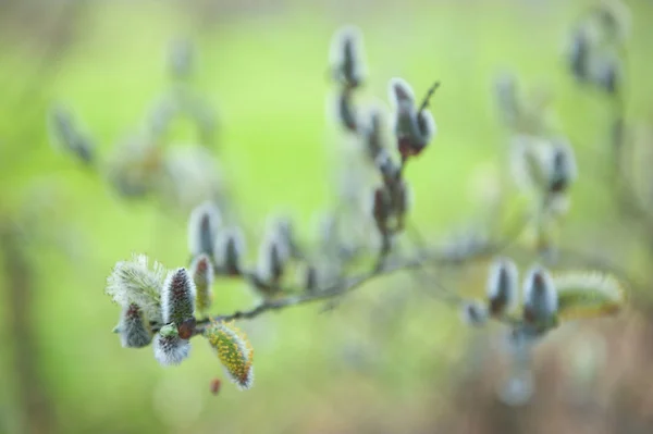 Bourgoyen en una soleada tarde de primavera —  Fotos de Stock