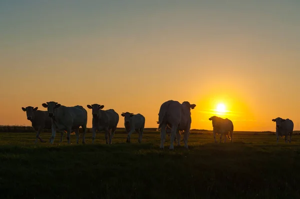 Bovini al pascolo sugli appartamenti di fango della Frisia — Foto Stock