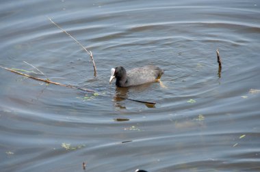 Bourgoyen güneşli bir bahar öğleden sonra