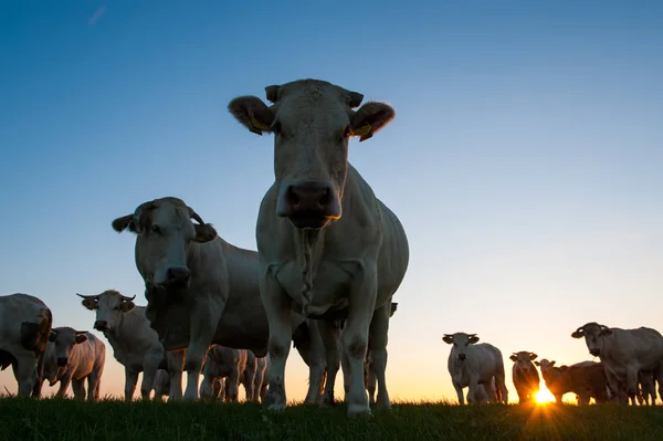 วัว Grazing บนแฟลตโคลนฟรานซิสโก — ภาพถ่ายสต็อก