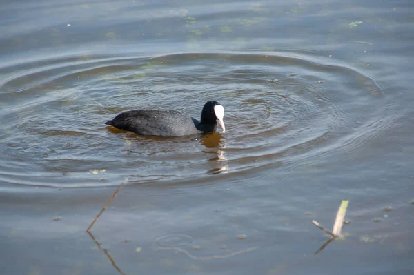 Bourgoyen op een zonnige lente namiddag — Stockfoto