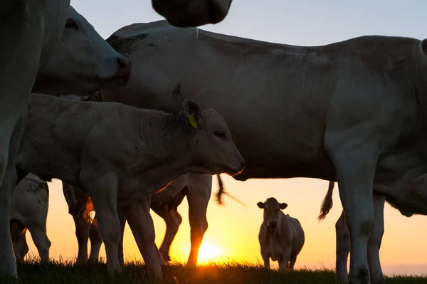 프리지아 머드 플랫에서 방목하는 가축 — 스톡 사진