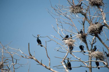 Bourgoyen güneşli bir bahar öğleden sonra