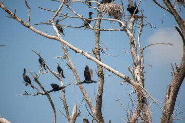 Bourgoyen güneşli bir bahar öğleden sonra
