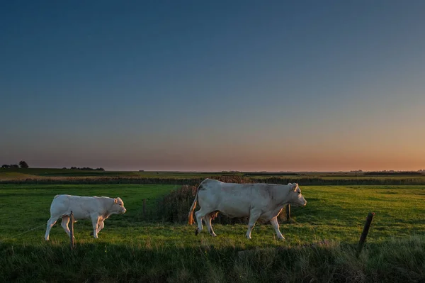 El pastoreo de ganado en las llanuras de lodo frisón —  Fotos de Stock