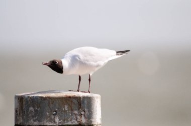 Afsluitdijk boyunca Kara başlı martı