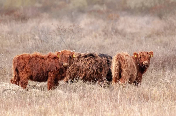 Três vacas escocesas montanhosas — Fotografia de Stock