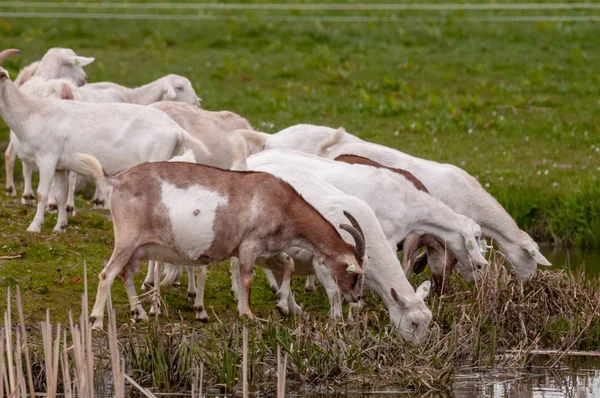 Um grupo de cabras brancas — Fotografia de Stock