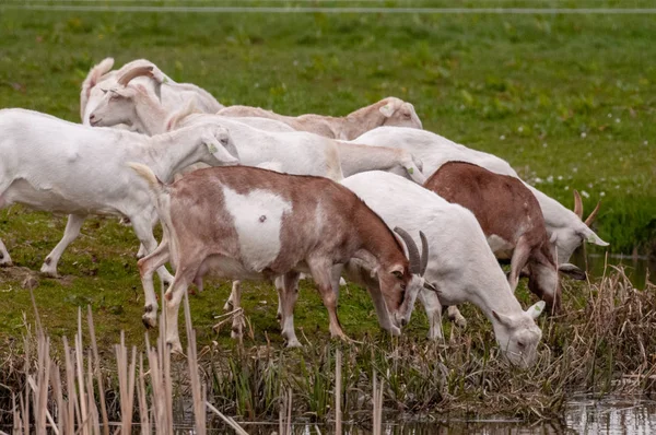 Um grupo de cabras brancas — Fotografia de Stock