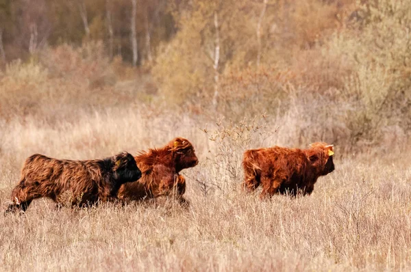 Three Running Scottish Highland Cows — Stock Photo, Image