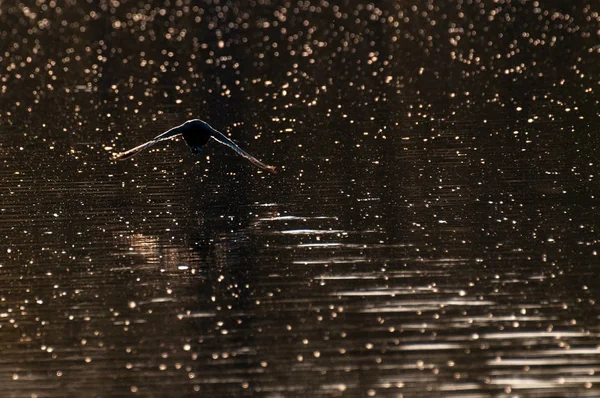 Doğu Flanders Avrasya coot