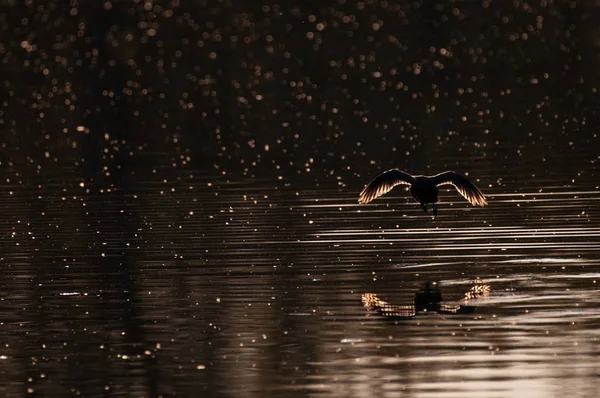 Doğu Flanders Avrasya coot