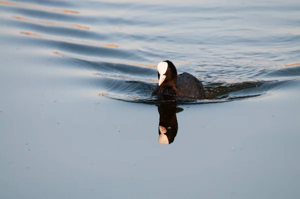 Coot euroasiático en Flandes Oriental —  Fotos de Stock