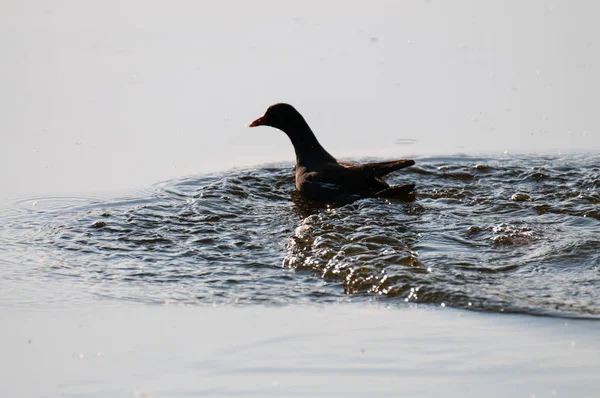 Közönséges Moorhen Kelet-Flandria — Stock Fotó