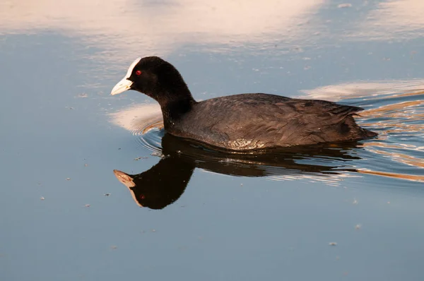 Coot eurasiano na Flandres Oriental — Fotografia de Stock