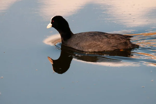 Doğu Flanders Avrasya coot — Stok fotoğraf