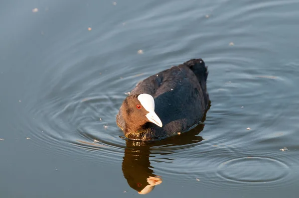 Coot eurasiano na Flandres Oriental — Fotografia de Stock