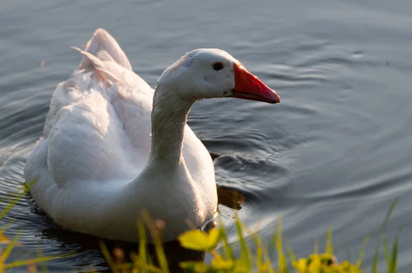 Ganso Greylag Feral na Flandres Oriental — Fotografia de Stock