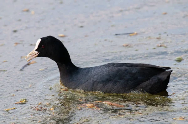 Europees Coot in Oost-Vlaanderen — Stockfoto