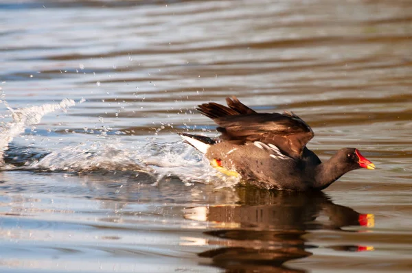 Często Moorhen we Flandrii wschodniej — Zdjęcie stockowe