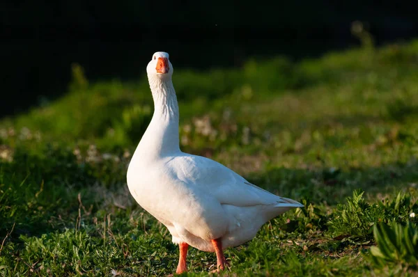 Feral Greylag Goose in East Flanders — Stock Photo, Image