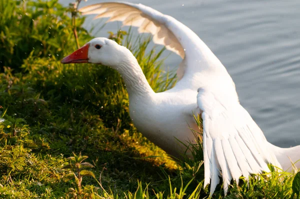 Feral Greylag Goose en Flandes Oriental —  Fotos de Stock