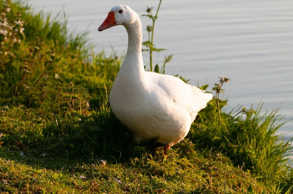 Feral Greylag Goose en Flandes Oriental —  Fotos de Stock