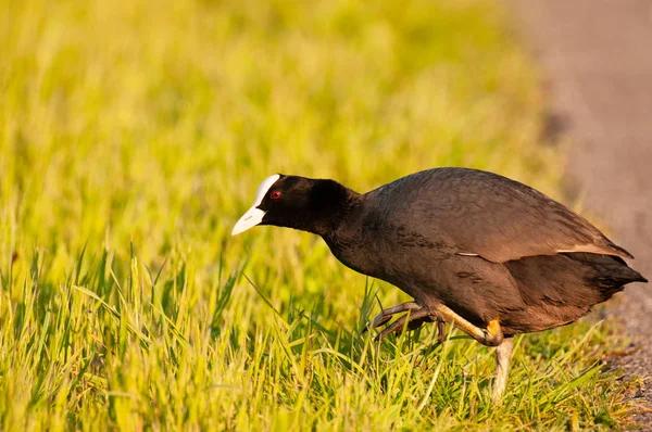 La foulque eurasienne en Flandre orientale — Photo