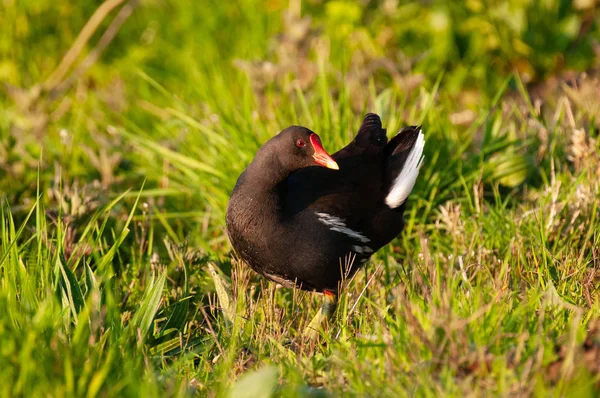 Często Moorhen we Flandrii wschodniej — Zdjęcie stockowe