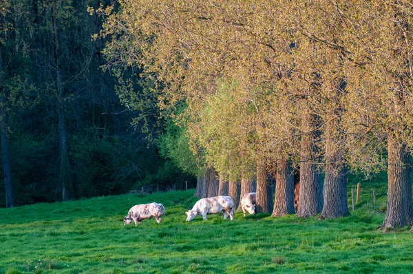 Випасу корів у Східній Фландрії — стокове фото