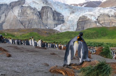 Kral penguenler altın liman