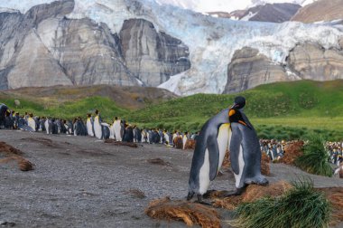 King Penguins on Gold Harbour clipart
