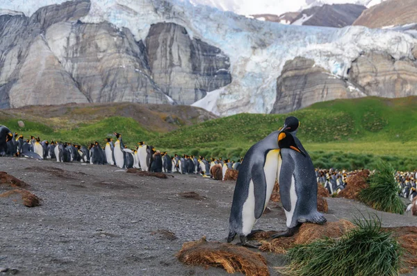 Kral penguenler altın liman — Stok fotoğraf