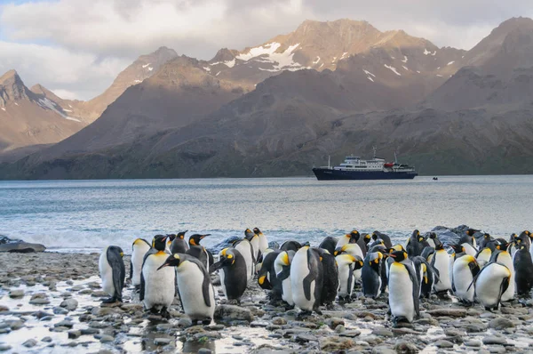 Kral penguenler Fortuna koyunda — Stok fotoğraf