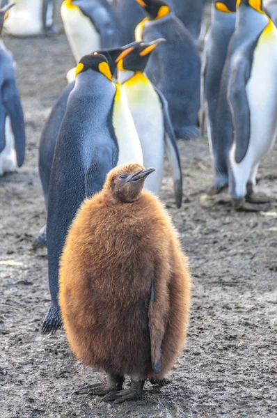 Koning Penguins op gouden Harbour — Stockfoto