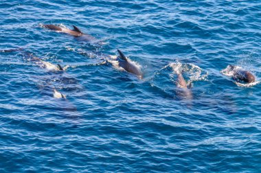 Uzun kanatlı Pilot balina içinde Güney Atlantik Okyanusu