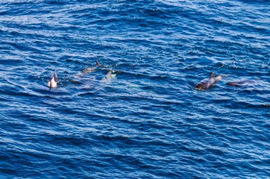 Uzun kanatlı Pilot balina içinde Güney Atlantik Okyanusu