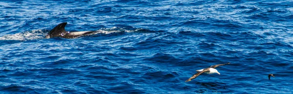 Ballenas piloto de aletas largas en el Océano Atlántico Sur —  Fotos de Stock